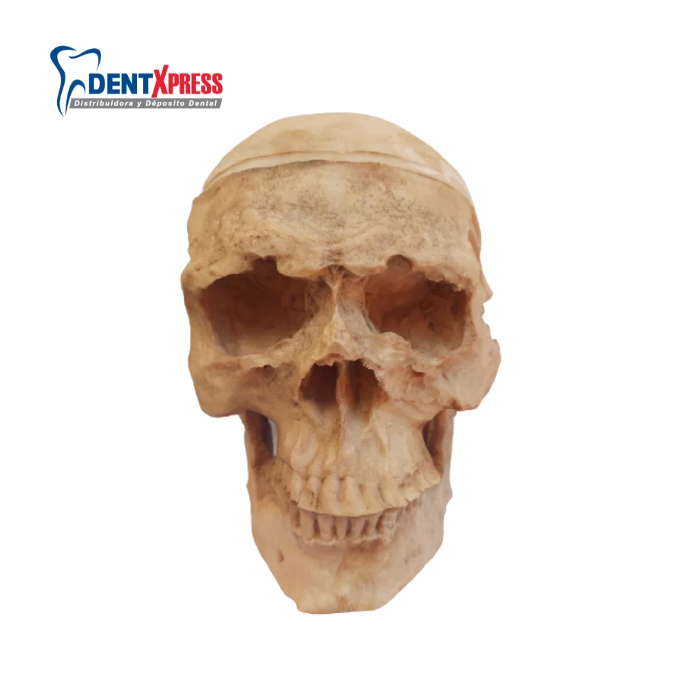Cráneo de Resina