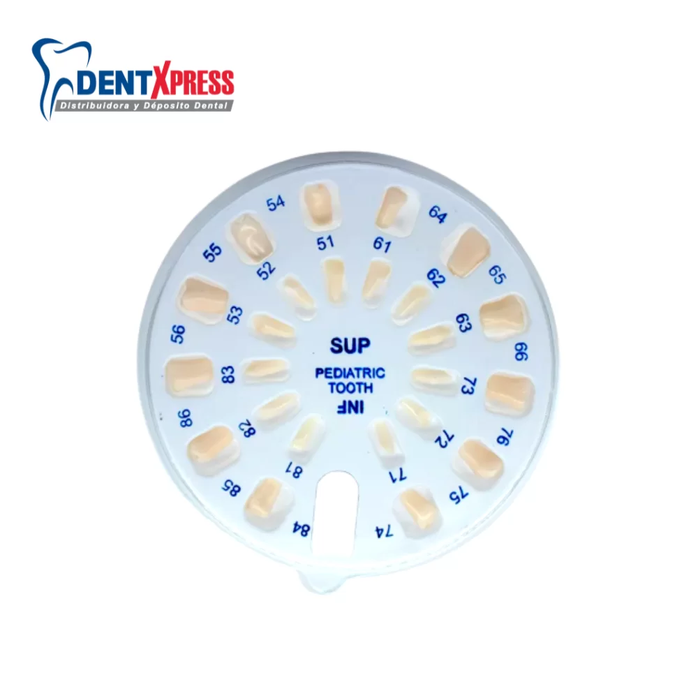 Repuesto de Dientes para Tipodonto Tipo Columbia Infantil Con 24