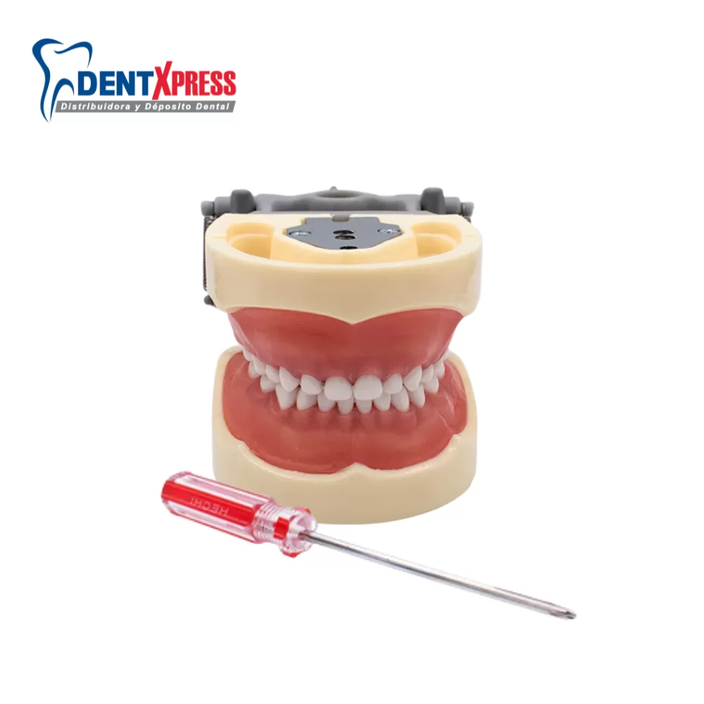 Tipodonto Tipo Nissi Infantil Plátinas Metálica Dientes Blancos