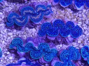 Tridacna Máxima (Ultra Blue)